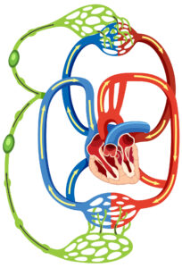 Diagramme de la circulation lymphatique