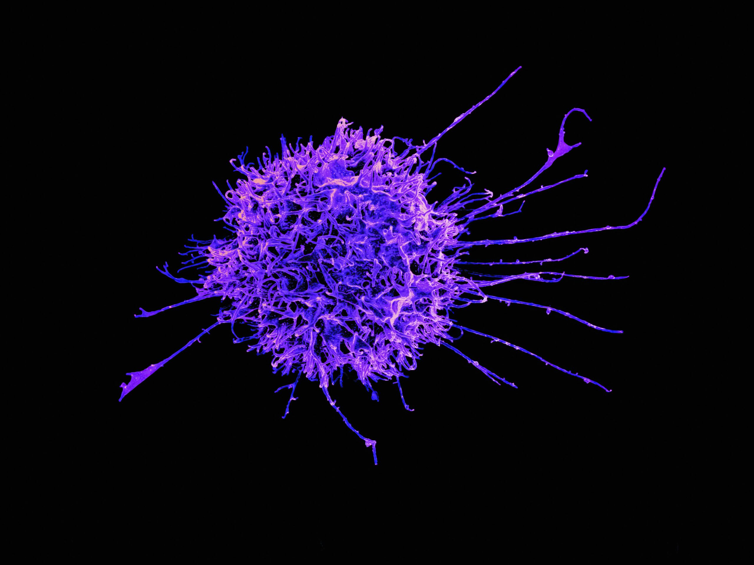 Renforcer votre système immunitaire